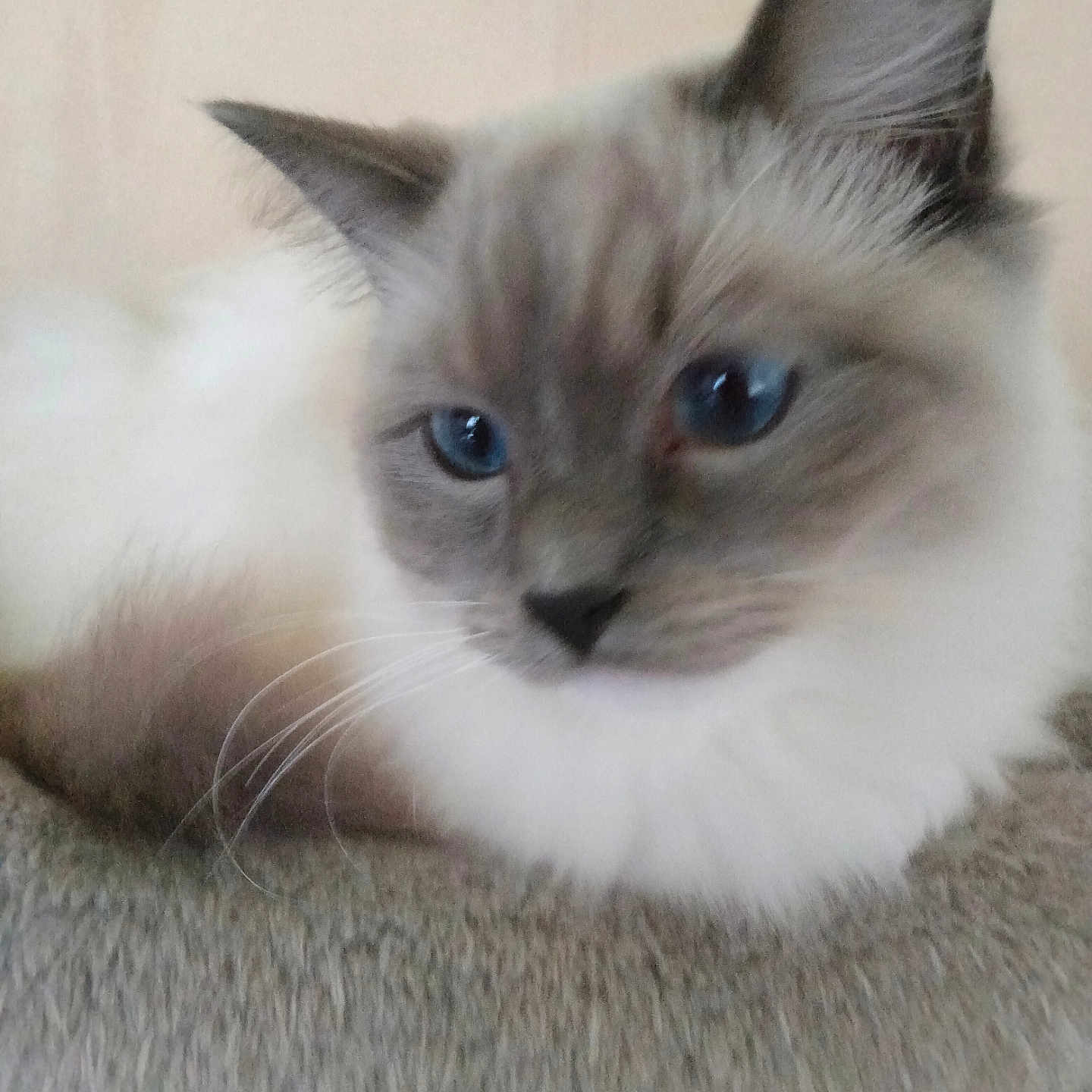 Oliver Twist is registered to the contest to win money with this photo: angora, animal, cat, kitten, pet, siamese