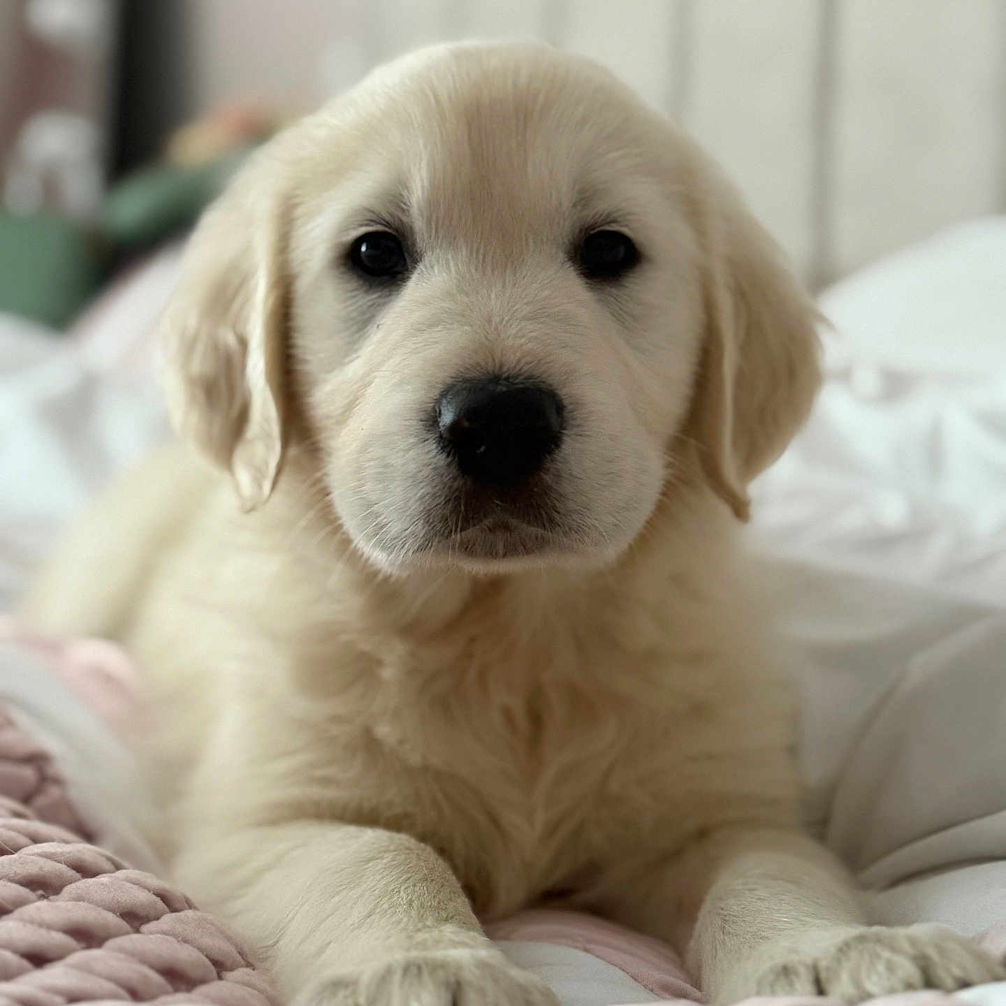 Teddy is registered to the contest to win money with this photo: adorable, animal, bed, blanket, canine, closeup, cute, dog, ears, fluffy, front_view, fur, golden_retriever, indoor, laying_down, nose, pet, puppy, soft, young