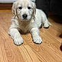 puppy, dog, golden_retriever, indoor, wooden_floor, young, cute, pet, animal, fur, laying_down, looking_at_camera, soft_light, close_up, domestic_animal, mammal, adorable, companion, flooring, cozy