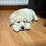 Teddy is registered to the contest to win money with this photo: puppy, dog, golden_retriever, lying_down, floor, wooden_floor, indoor, pet, animal, cute, sleepy, fur, young, domestic_animal, relaxed, adorable, mammal, close_up, house, companion