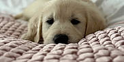 Teddy joined the competition — help win amazing prizes! puppy, dog, golden_retriever, blanket, knit, bed, cozy, cute, sleepy, pet, animal, fur, indoors, soft, comfort, resting, closeup, pink, white, nose