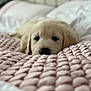 puppy, dog, golden_retriever, blanket, knit, bed, cozy, cute, sleepy, pet, animal, fur, indoors, soft, comfort, resting, closeup, pink, white, nose
