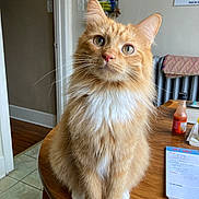 Wes is registered to the contest to win money with this photo: animal, architecture, building, cat, computer, electronics, furniture, hardwood, indoors, interiordesign, laptop, livingroom, manx, pc, pet, plywood, room, table, text, wood