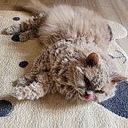 Bomba Latina participe au concours pour gagner de l'argent avec cette photo : cat, fluffy, curly_hair, lying_down, rug, indoor, pet, animal, cute, playful, whiskers, ears, floor, feline, tongue, cozy, relaxed, domestic, fur, resting