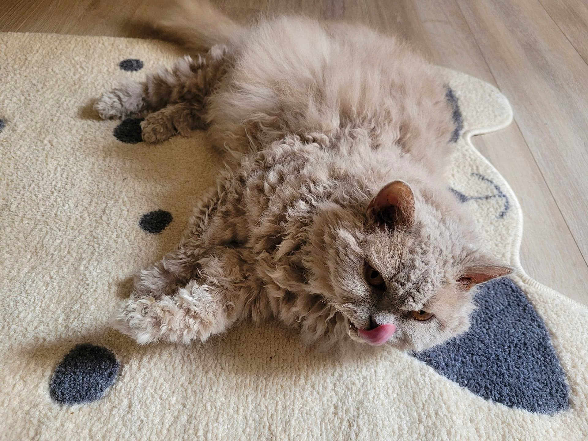 Bomba Latina participe au concours pour gagner de l'argent avec cette photo : cat, fluffy, curly_hair, lying_down, rug, indoor, pet, animal, cute, playful, whiskers, ears, floor, feline, tongue, cozy, relaxed, domestic, fur, resting