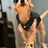 accessories, adorable, blurred_background, canine, confident, cute, denim_jacket, dog, fashion, floor, footwear, fur, indoor, pet, portrait, shoes, small_dog, standing, stylish, sunglasses