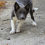 Archer participe au concours pour gagner de l'argent avec cette photo : puppy, dog, animal, canine, portrait, standing, crouching, looking_at_camera, fluffy, gray_fur, white_fur, pointed_ears, tail, outdoor, pavement, concrete, fallen_leaves, playful, curious, photography