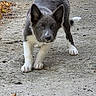 puppy, dog, animal, canine, portrait, standing, crouching, looking_at_camera, fluffy, gray_fur, white_fur, pointed_ears, tail, outdoor, pavement, concrete, fallen_leaves, playful, curious, photography