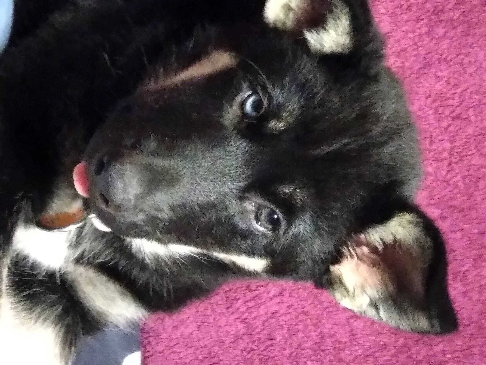 Tchaï participe au concours pour gagner de l'argent avec cette photo : borador, canidae, carnivore, comfort, companion_dog, dog, dog_breed, fur, magenta, paw, snout, sporting_group, tail, terrestrial_animal, whiskers, working_animal, working_dog