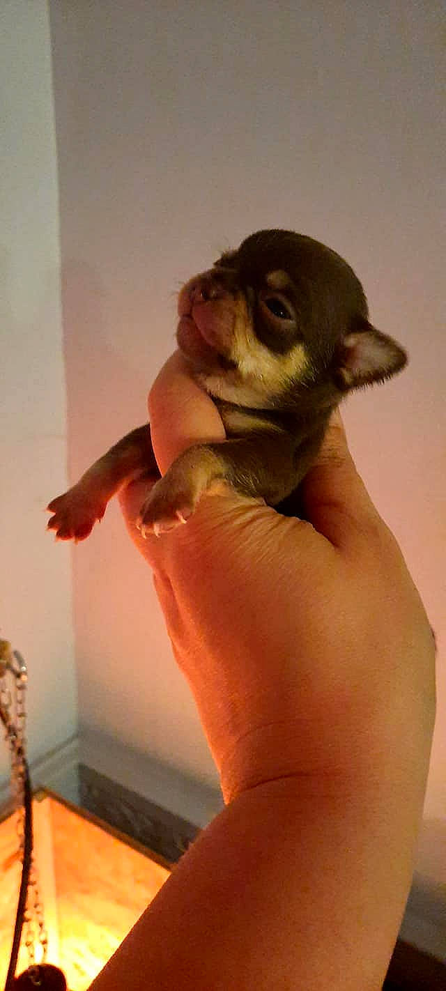 Saphira participe au concours pour gagner de l'argent avec cette photo : art, claw, ear, fawn, finger, fish, gesture, hand, jaw, nail, perching_bird, tableware, tail, thumb, toe