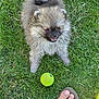 Sully is registered to the contest to win money with this photo: dog, puppy, grass, tennis_ball, pet, outdoor, playful, fluffy, canine, smiling, summer, footwear, sandal, greenery, animal, cute, happy, toy, nature, young_dog