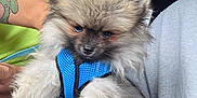 Sully is registered to the contest to win money with this photo: dog, puppy, pomeranian, fluffy, blue_harness, car_seat, person, smiling, tattoo, arm, leash, fur, pet, indoor, cute, animal, sitting, closeup, face, expression