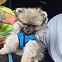dog, puppy, pomeranian, fluffy, blue_harness, car_seat, person, smiling, tattoo, arm, leash, fur, pet, indoor, cute, animal, sitting, closeup, face, expression