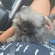 Sully is registered to the contest to win money with this photo: puppy, dog, pomeranian, fluffy, pet, animal, lap, person, legs, car_interior, cup_holder, drink, smiling, cute, fur, tongue_out, closeup, indoors, casual, happy