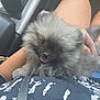 puppy, dog, pomeranian, fluffy, pet, animal, lap, person, legs, car_interior, cup_holder, drink, smiling, cute, fur, tongue_out, closeup, indoors, casual, happy