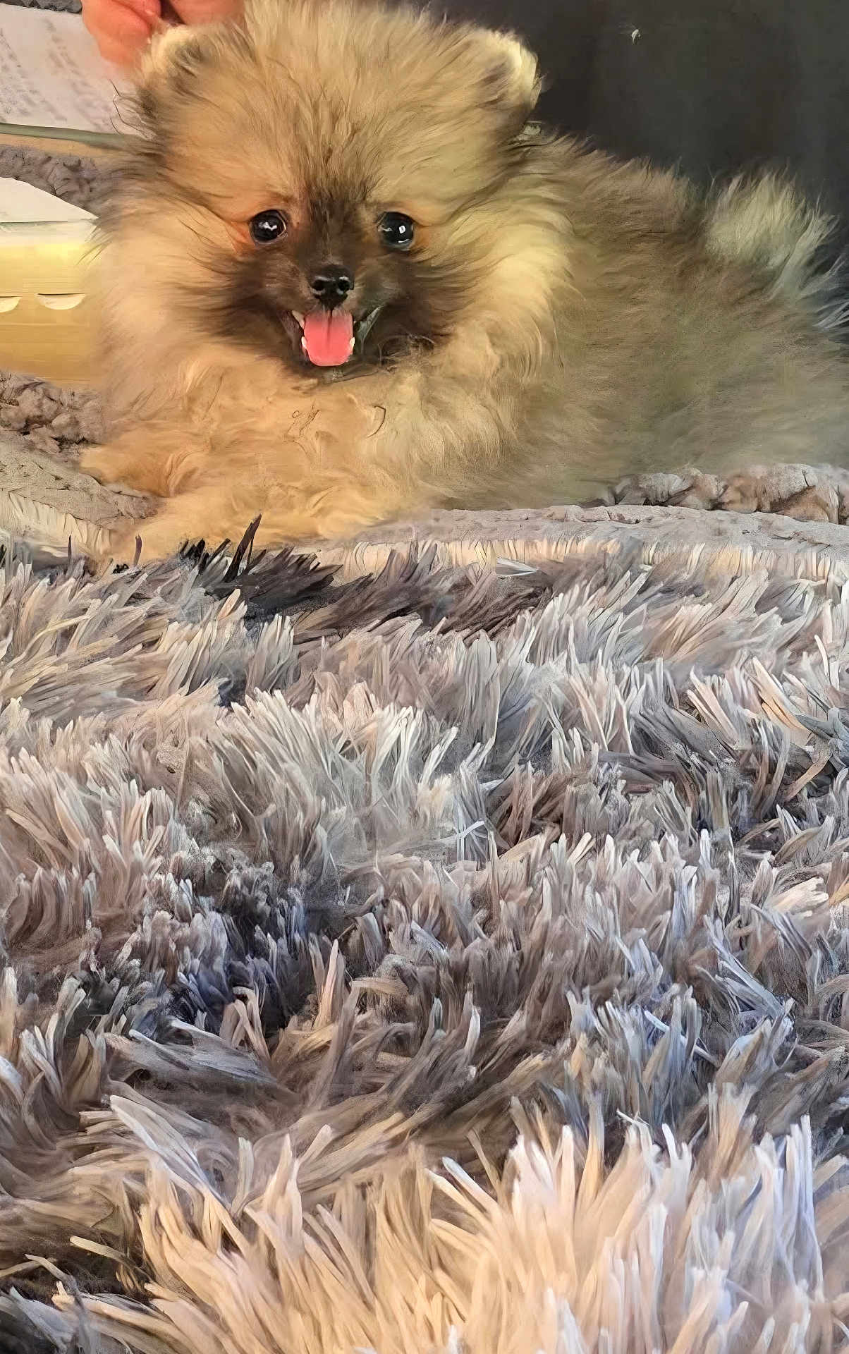 Sully is registered to the contest to win money with this photo: dog, puppy, fluffy, smiling, tongue_out, carpet, rug, indoor, pet, cute, fur, small_dog, happy, relaxed, close_up, animal, companion, home, cozy, texture