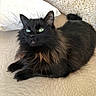 Hana a rejoint le concours — aidez-le/la à gagner de superbes lots ! black_cat, cat, pet, feline, green_eyes, long_hair, fluffy, resting, cushion, pillow, indoor, cozy, comfort, close_up, animal, domestic_animal, relaxed, soft_texture, pattern, gold
