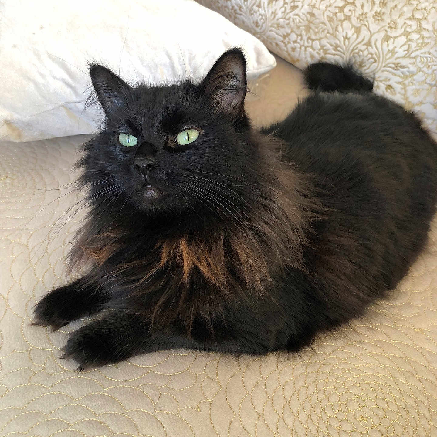 Hana a rejoint le concours — aidez-le/la à gagner de superbes lots ! black_cat, cat, pet, feline, green_eyes, long_hair, fluffy, resting, cushion, pillow, indoor, cozy, comfort, close_up, animal, domestic_animal, relaxed, soft_texture, pattern, gold