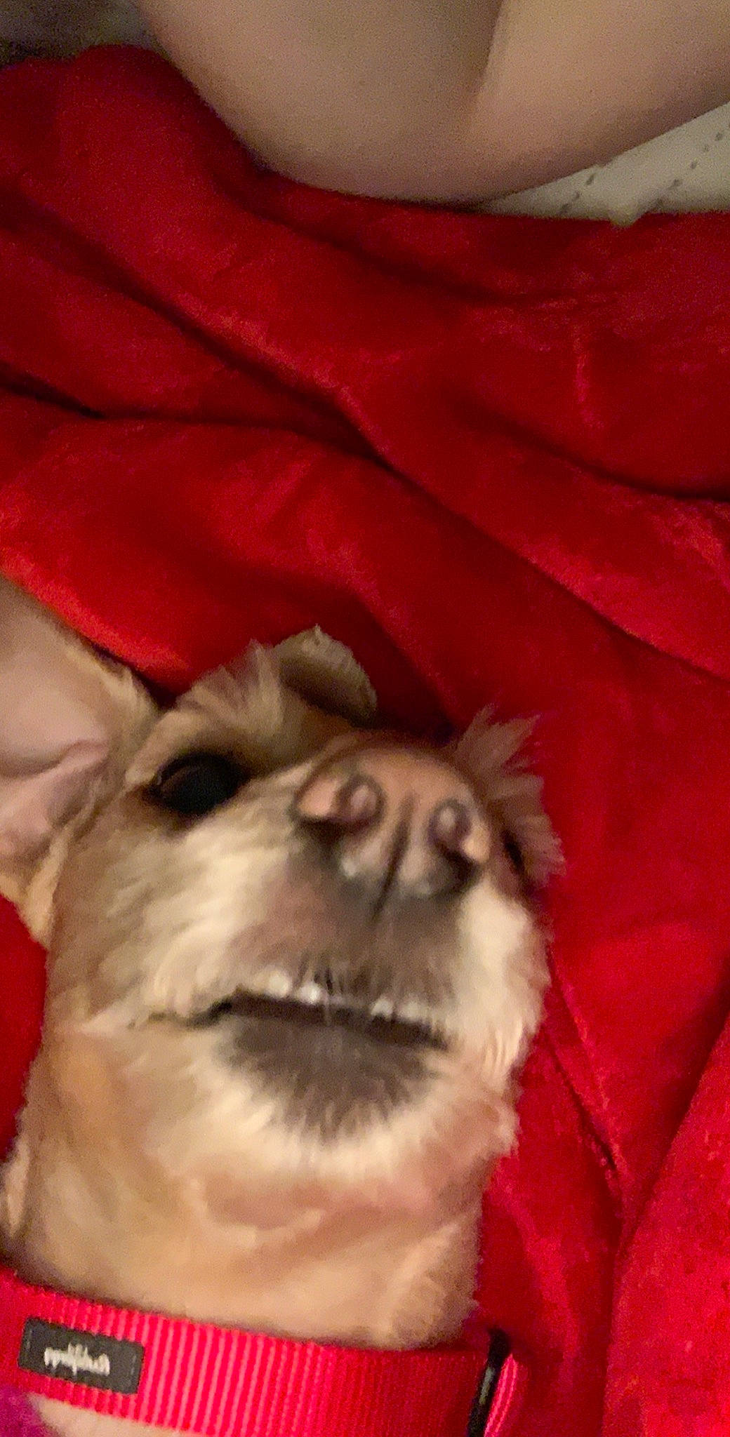 Cookie joined the competition — help win amazing prizes! canidae, carnivore, chihuahua, companion_dog, dog, dog_breed, fawn, mammal, mouth, nose, puppy, snout, toy_dog, vertebrate, whiskers