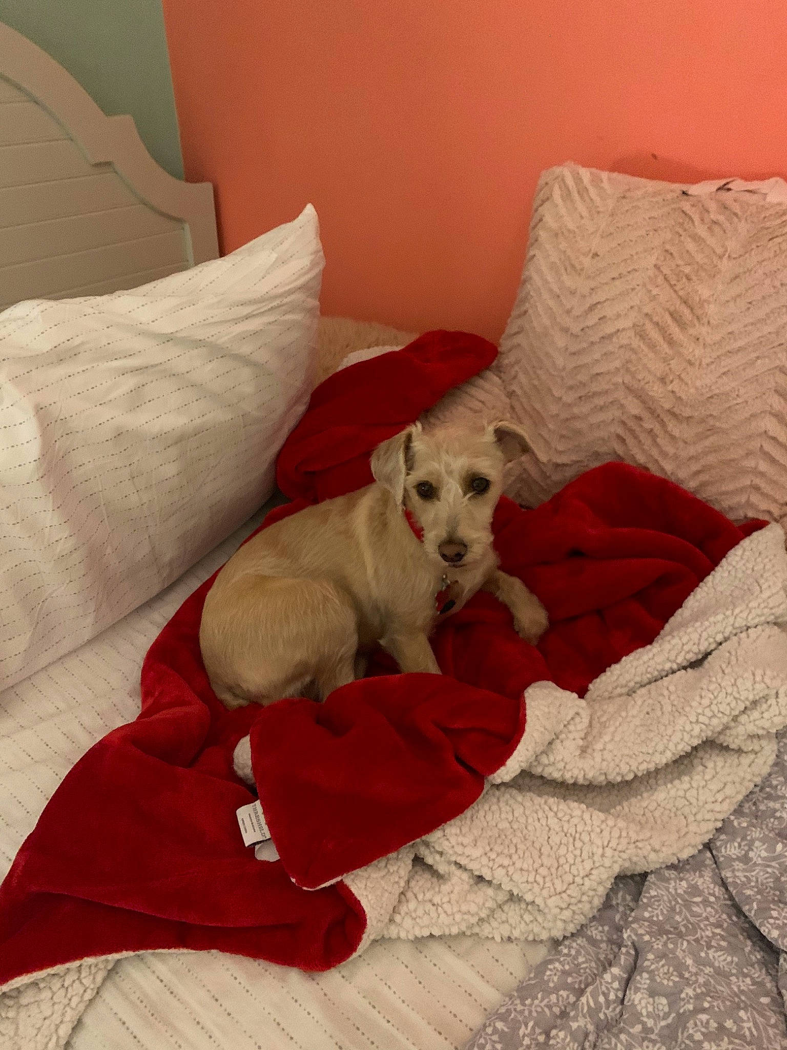 Cookie is registered to the contest to win money with this photo: bed, canidae, carnivore, comfort, companion_dog, dog, dog_breed, furniture, labrador_retriever, mammal, non_sporting_group, pillow, puppy, room, sporting_group, vertebrate