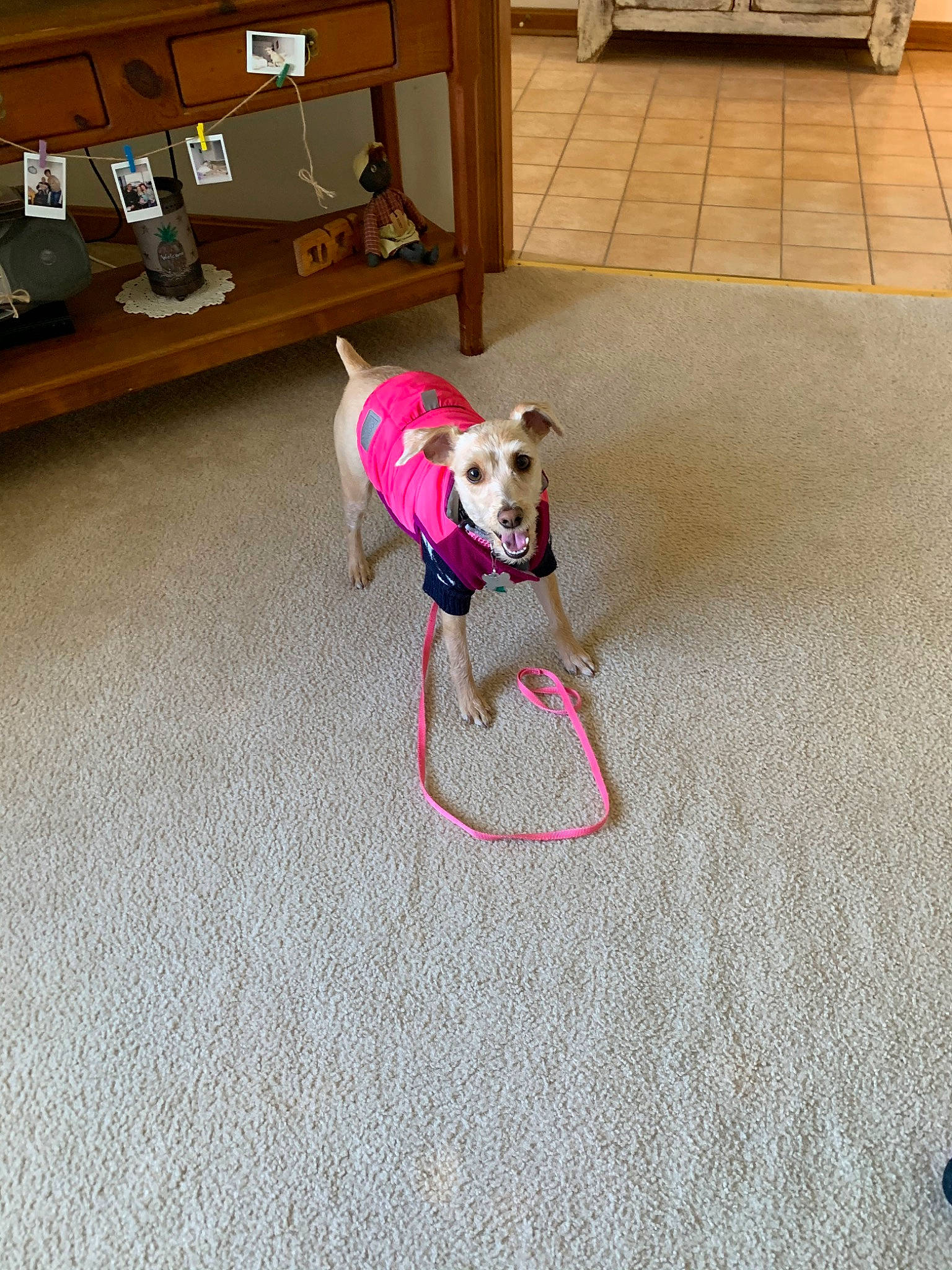 Cookie joined the competition — help win amazing prizes! canidae, carnivore, companion_dog, dog, dog_breed, fawn, floor, flooring, hardwood, italian_greyhound, laminate_flooring, leash, table, tail, toy_dog