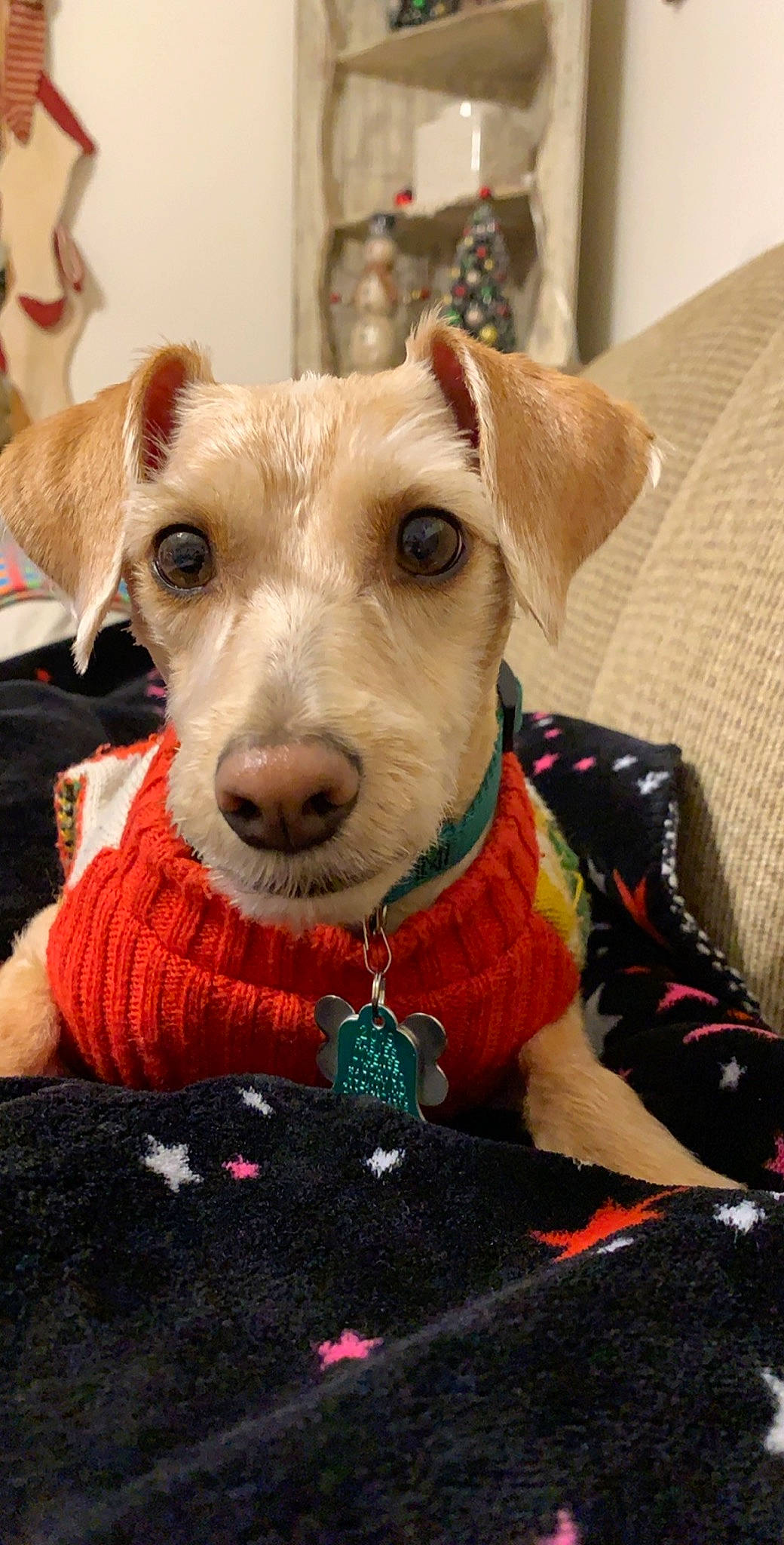 Cookie is registered to the contest to win money with this photo: canidae, carnivore, companion_dog, dog, dog_breed, dog_clothes, fox_terrier, mammal, parson_russell_terrier, puppy, rare_breed_dog, russell_terrier, snout, terrier, vertebrate