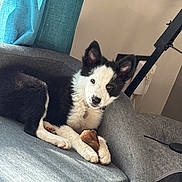 Bianca a rejoint le concours — aidez-le/la à gagner de superbes lots ! puppy, dog, black_and_white, fluffy, pet, animal, portrait, sitting, lying_down, sofa, couch, indoors, living_room, chew_toy, collar, cute, ears, paws, blue_curtains, home