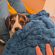 Atlas a rejoint le concours — aidez-le/la à gagner de superbes lots ! puppy, dog, blanket, hand, couch, cushion, indoor, brown, white, black, furry, cozy, resting, cute, pet, soft, comfort, relax, home, furniture