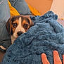 puppy, dog, blanket, hand, couch, cushion, indoor, brown, white, black, furry, cozy, resting, cute, pet, soft, comfort, relax, home, furniture
