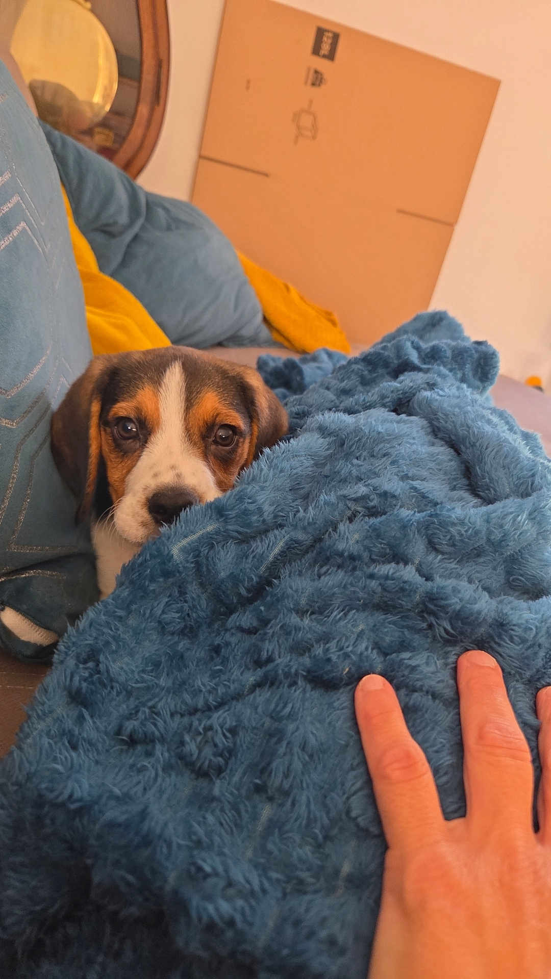 Atlas a rejoint le concours — aidez-le/la à gagner de superbes lots ! puppy, dog, blanket, hand, couch, cushion, indoor, brown, white, black, furry, cozy, resting, cute, pet, soft, comfort, relax, home, furniture