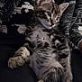 Arès a rejoint le concours — aidez-le/la à gagner de superbes lots ! kitten, cat, tabby, pet, animal, furry, young, cute, indoor, lap, person, clothing, pattern, black, white, gray, fur, relaxed, small, cozy
