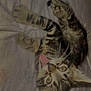 kitten, cat, tabby, playful, tongue_out, blanket, beaded_bracelet, cute, pet, animal, fur, whiskers, ears, indoor, young, small, resting, soft_texture, closeup, home