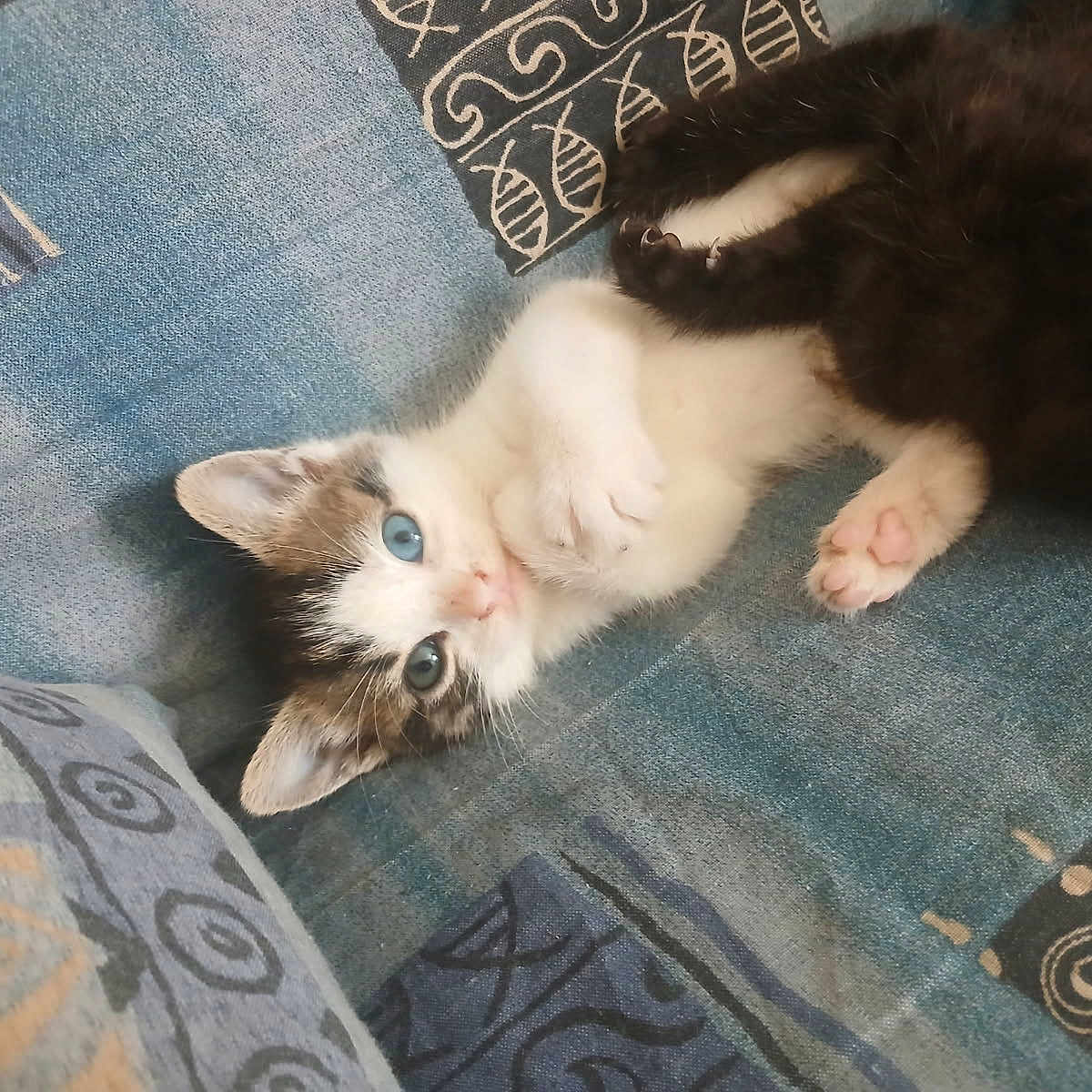 Athéna a rejoint le concours — aidez-le/la à gagner de superbes lots ! animal, black_fur, blue_eyes, cat, closeup, cozy, cuddle, cute, feline, indoor, kitten, lying_down, patterned_fabric, paw, pet, playful, resting, texture, white_fur, young