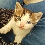 kitten, cat, blue_eyes, fur, paw, denim, jeans, lap, curious, pet, animal, indoor, close_up, young, feline, texture, blanket, white, brown, black