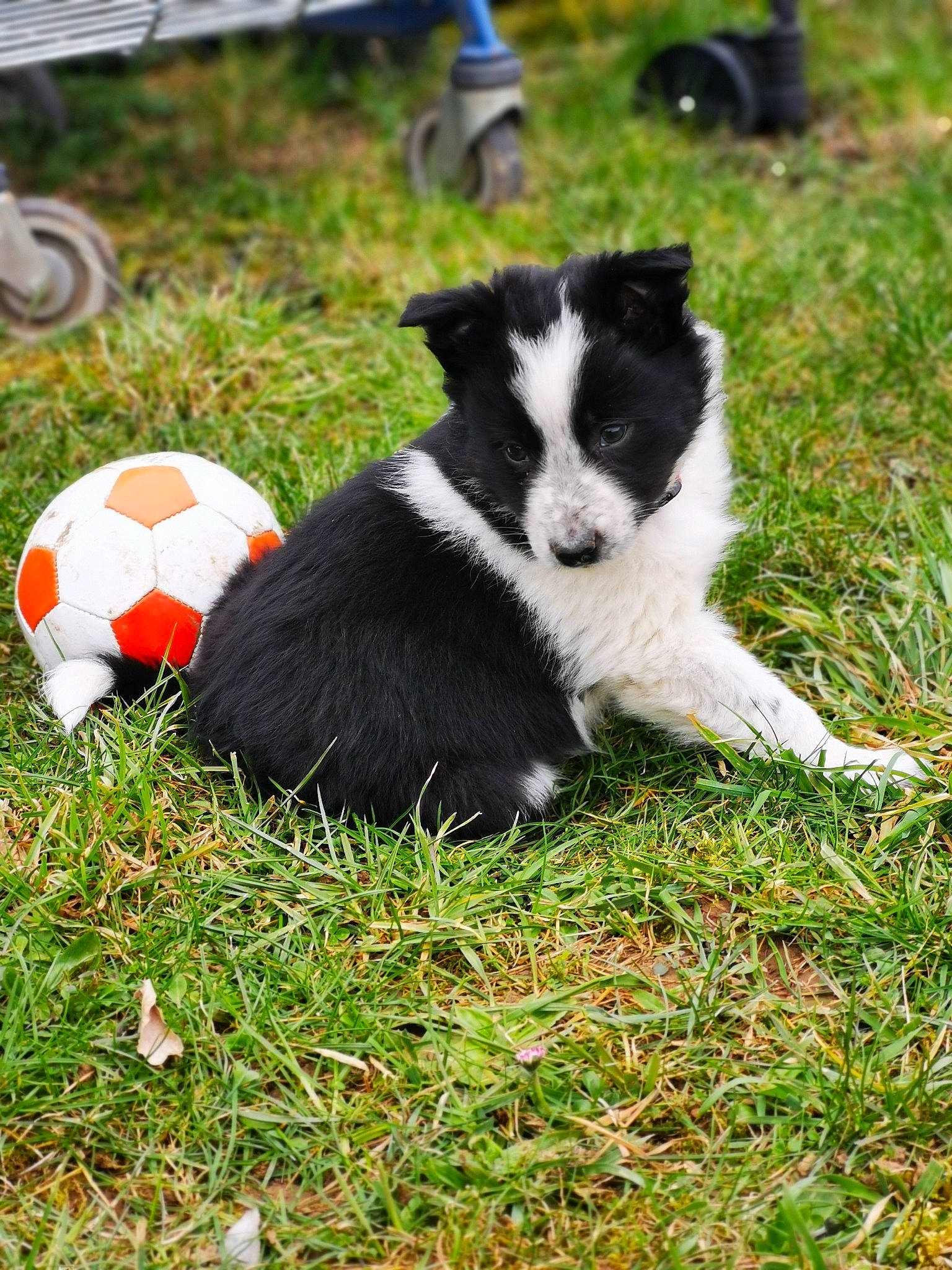 Shelly participe au concours pour gagner de l'argent avec cette photo : ball, canidae, carnivore, companion_dog, dog, dog_breed, football, grass, herding_dog, lawn, mammal, plant, soccer_ball, sporting_group, sports_equipment, tail, terrestrial_animal, toy_dog, vertebrate, working_animal