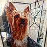 dog, yorkshire_terrier, pet, framed_photo, glass_reflection, fur, ears, outdoor, stone_wall, metal_structure, table, animal, portrait, long_hair, brown_fur, black_nose, whiskers, seated, canine, decor