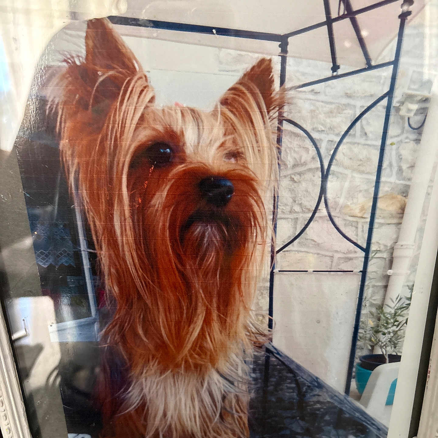 Lyly participe au concours pour gagner de l'argent avec cette photo : dog, yorkshire_terrier, pet, framed_photo, glass_reflection, fur, ears, outdoor, stone_wall, metal_structure, table, animal, portrait, long_hair, brown_fur, black_nose, whiskers, seated, canine, decor