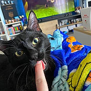 Chopper participe au concours pour gagner de l'argent avec cette photo : cat, black_cat, finger, bite, blanket, colorful_blanket, living_room, television, animated_show, furniture, bookshelf, shelf, hand, whiskers, close_up, indoor, pet, curious, cozy, relaxing