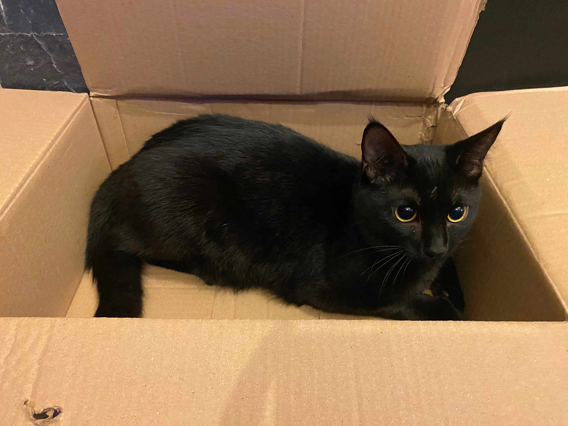 Chopper participe au concours pour gagner de l'argent avec cette photo : black_cat, cat, cardboard_box, pet, animal, indoor, feline, fur, whiskers, ears, tail, curious, cozy, close_up, box, domestic_cat, mammal, cute, resting, alert