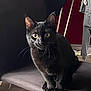 Chopper a rejoint le concours — aidez-le/la à gagner de superbes lots ! black_cat, cat, animal, pet, indoor, chair, whiskers, yellow_eyes, fur, curious, domestic_cat, feline, floor, clothing, hanger, red_wall, soft_lighting, wooden_floor, sitting, looking