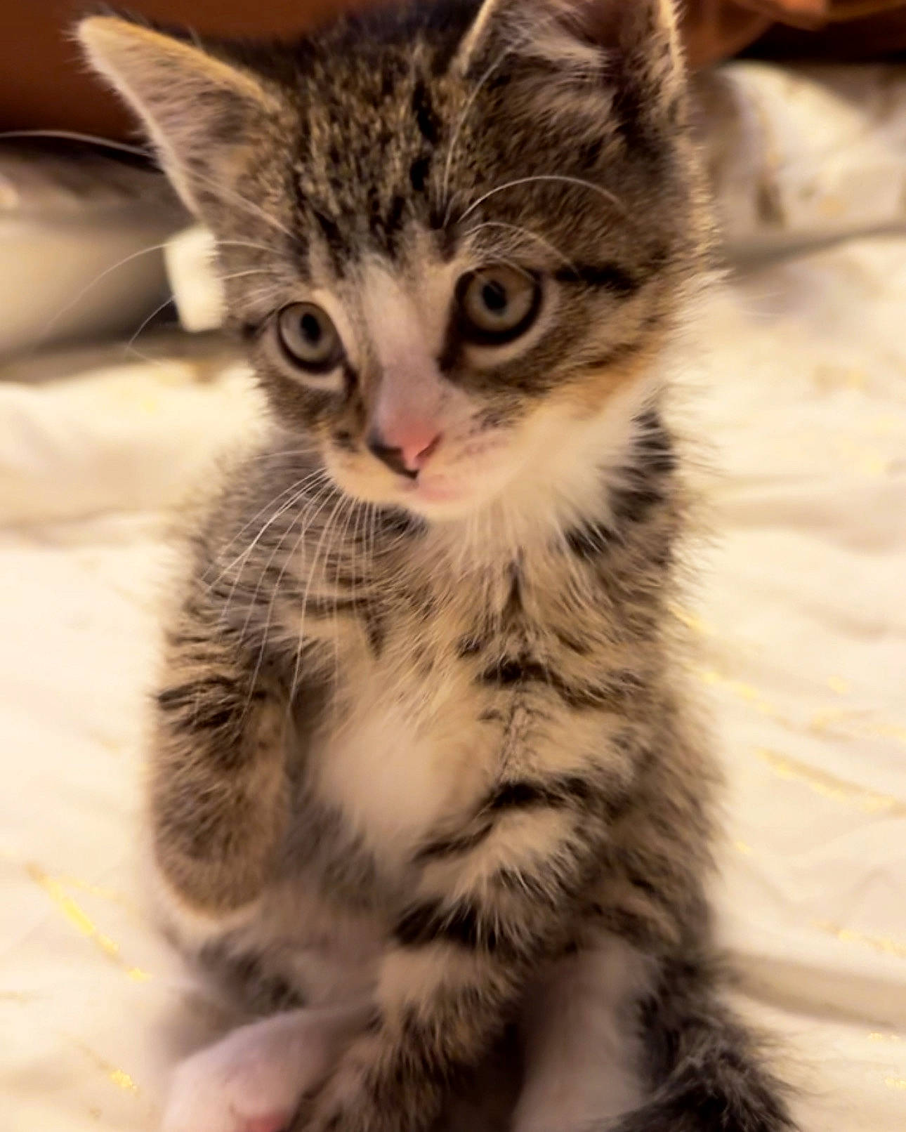 Nammi joined the competition — help win amazing prizes! carnivore, cat, claw, domestic_short_haired_cat, eye, felidae, foot, fur, paw, sitting, small_to_medium_sized_cats, snout, tail, terrestrial_animal, whiskers, wildlife