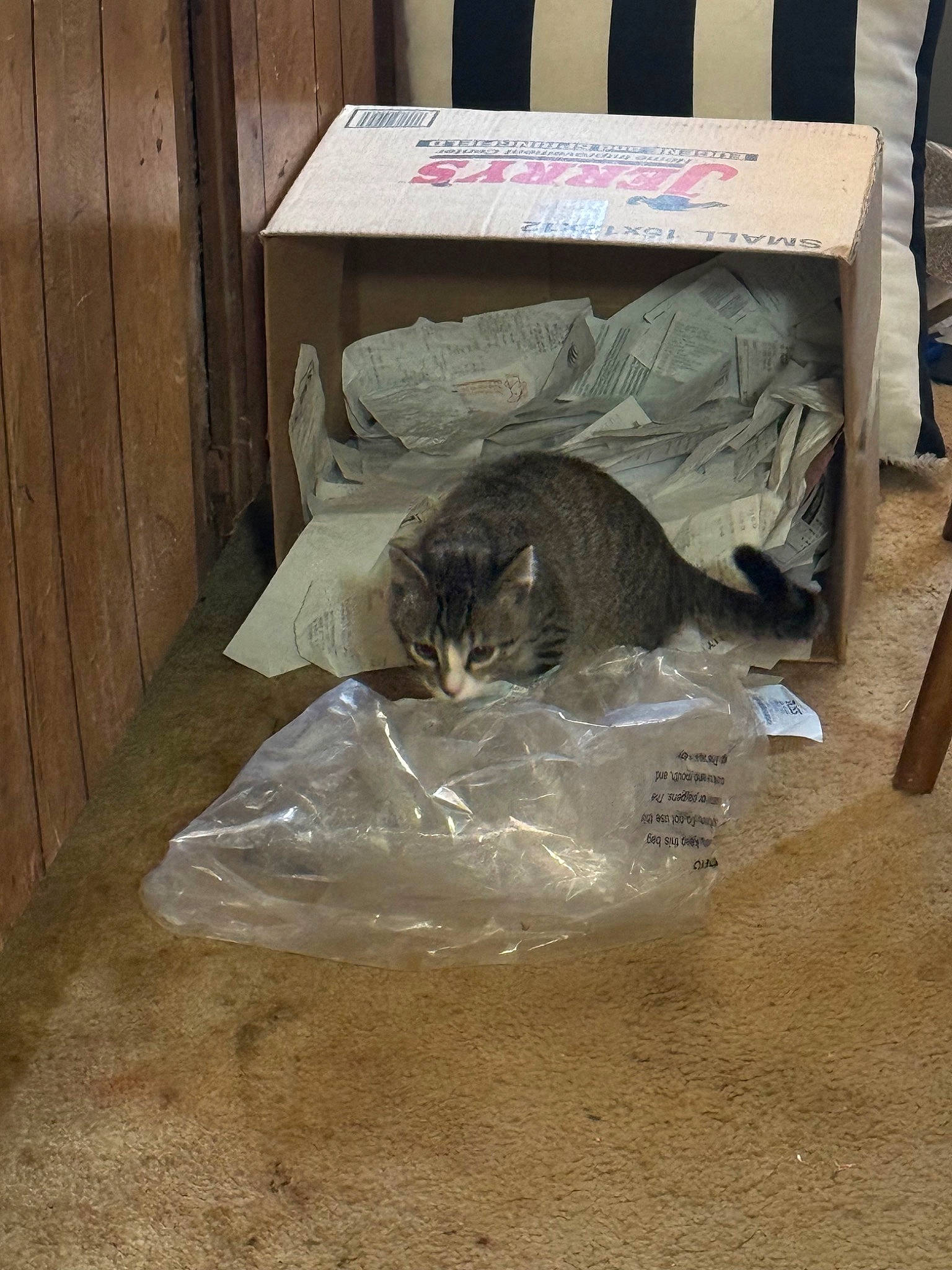 Nammi is registered to the contest to win money with this photo: art, carnivore, cat, comfort, domestic_short_haired_cat, felidae, fish, flooring, fur, hardwood, paper_product, small_to_medium_sized_cats, tail, whiskers, wood