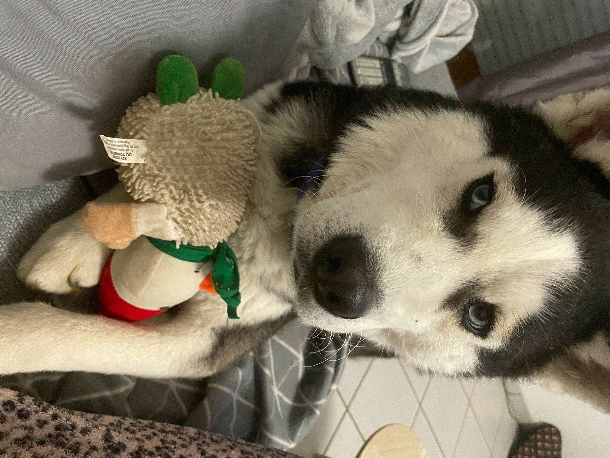 Mi-loup participe au concours pour gagner de l'argent avec cette photo : canidae, carnivore, companion_dog, dog, dog_breed, flooring, fur, panda, paw, pet_supply, snout, terrestrial_animal, toy, whiskers, working_animal