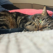 Bazil participe au concours pour gagner de l'argent avec cette photo : cat, tabby_cat, green_eyes, sleeping, cozy, blanket, knitted, couch, pink_pillow, indoor, pet, fur, resting, close_up, relaxed, animal, domestic_cat, feline, soft, home