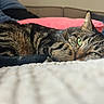 cat, tabby_cat, green_eyes, sleeping, cozy, blanket, knitted, couch, pink_pillow, indoor, pet, fur, resting, close_up, relaxed, animal, domestic_cat, feline, soft, home