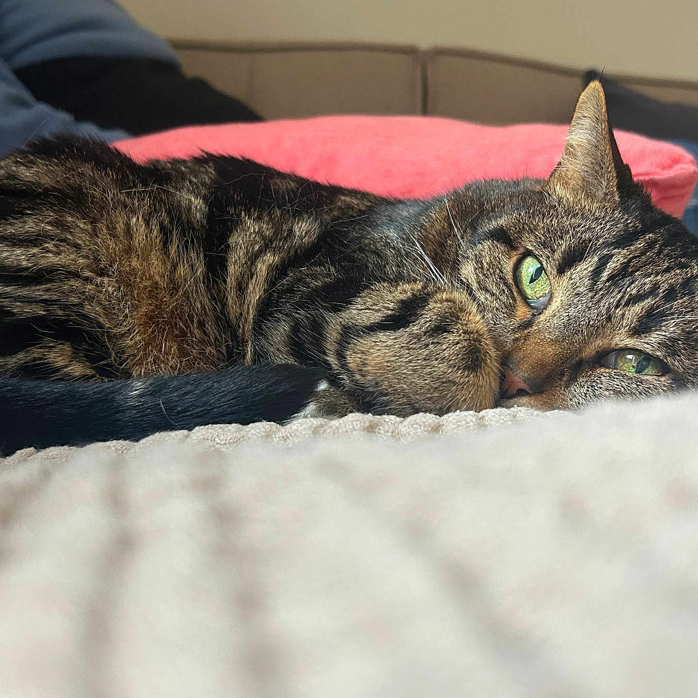 Bazil participe au concours pour gagner de l'argent avec cette photo : cat, tabby_cat, green_eyes, sleeping, cozy, blanket, knitted, couch, pink_pillow, indoor, pet, fur, resting, close_up, relaxed, animal, domestic_cat, feline, soft, home
