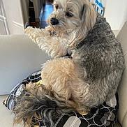 Nemo participe au concours pour gagner de l'argent avec cette photo : dog, fluffy, couch, pillow, indoor, pet, fur, beige, gray, cream, relaxed, curled_up, household, living_room, tail, seated, contemplative, decor, domestic, companion