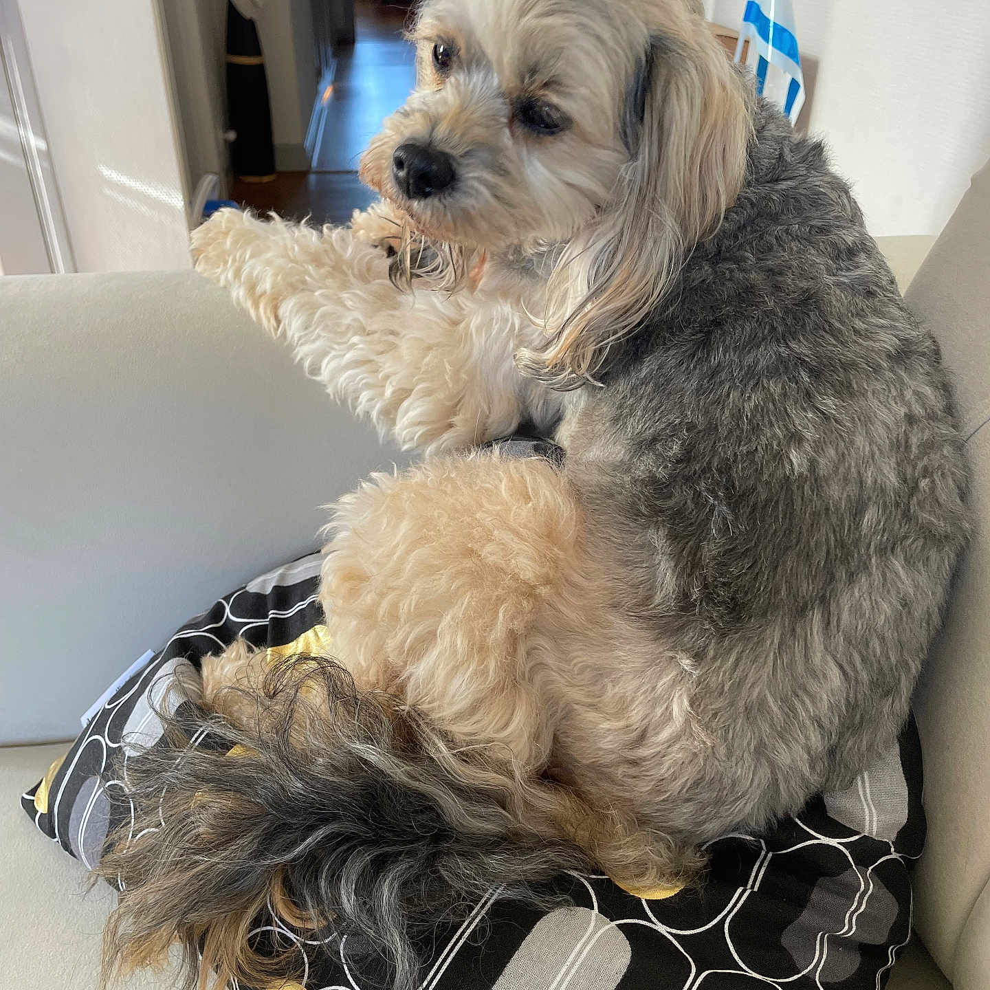 Nemo participe au concours pour gagner de l'argent avec cette photo : dog, fluffy, couch, pillow, indoor, pet, fur, beige, gray, cream, relaxed, curled_up, household, living_room, tail, seated, contemplative, decor, domestic, companion