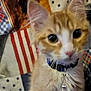 kitten, cat, orange_cat, white_cat, collar, bell, closeup, pet, animal, curious, wide_eyes, patchwork_quilt, stars, stripes, checkered_pattern, fabric, indoor, cute, feline, young_cat