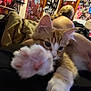 kitten, cat, paw, close_up, orange_and_white, feline, person, braided_hair, bare_shoulder, room, posters, cluttered, indoor, hand, furniture, colorful, toy, sitting, pet, cute